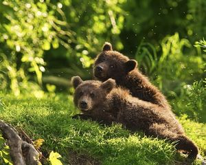 Preview wallpaper bears, pair, grass, lie