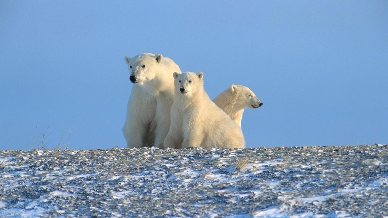 Wallpaper bears, polar bears, family, snow