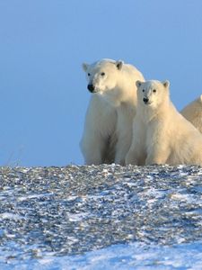 Preview wallpaper bears, polar bears, family, snow