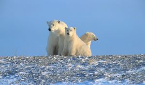 Preview wallpaper bears, polar bears, family, snow