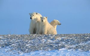 Preview wallpaper bears, polar bears, family, snow
