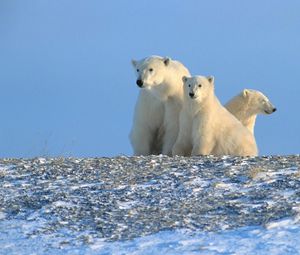 Preview wallpaper bears, polar bears, family, snow