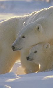 Preview wallpaper bears, polar bears, family, babies