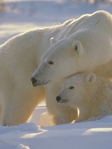 Preview wallpaper bears, polar bears, family, babies