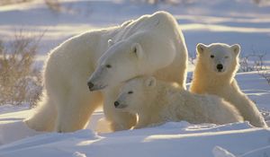 Preview wallpaper bears, polar bears, family, babies