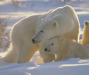 Preview wallpaper bears, polar bears, family, babies