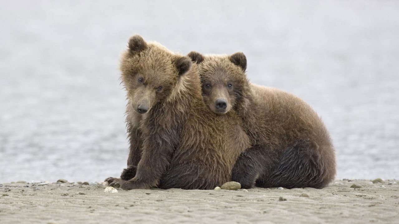 Wallpaper bears, rocks, sand, beach