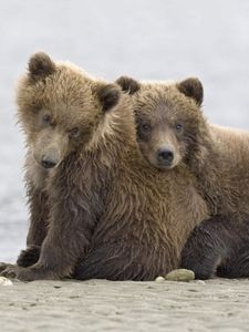 Preview wallpaper bears, rocks, sand, beach