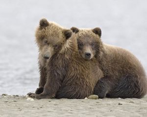 Preview wallpaper bears, rocks, sand, beach