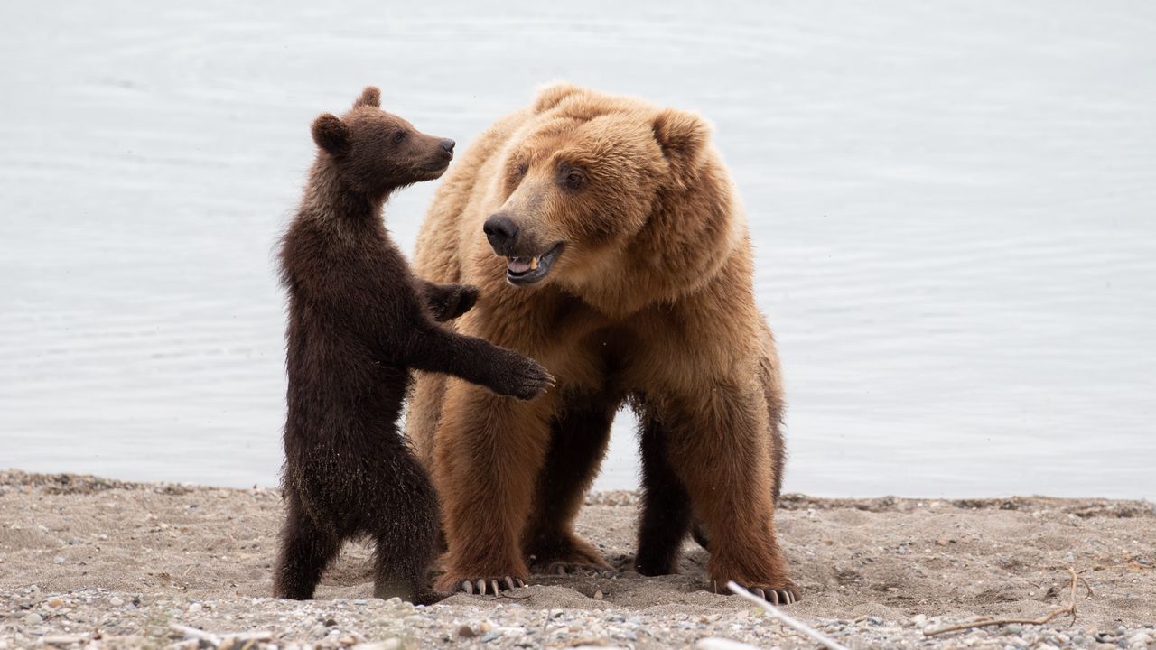 Wallpaper bears, she-bear, bear cub, animals, predators