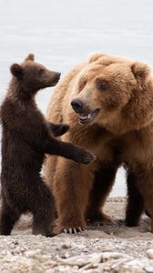 Preview wallpaper bears, she-bear, bear cub, animals, predators