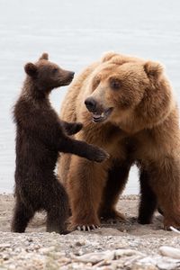 Preview wallpaper bears, she-bear, bear cub, animals, predators