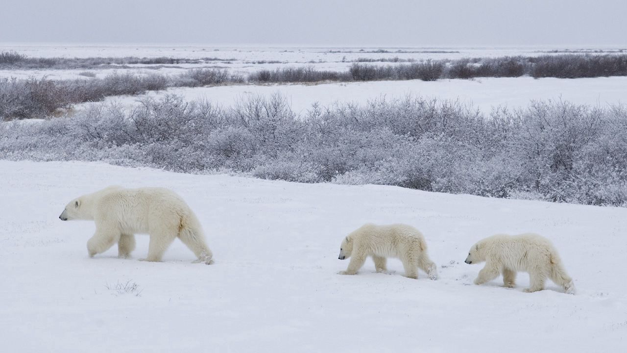 Wallpaper bears, snow, walking, family, polar bears