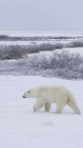 Preview wallpaper bears, snow, walking, family, polar bears