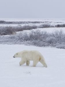 Preview wallpaper bears, snow, walking, family, polar bears