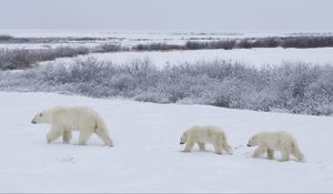 Preview wallpaper bears, snow, walking, family, polar bears