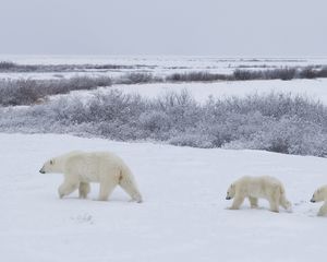Preview wallpaper bears, snow, walking, family, polar bears