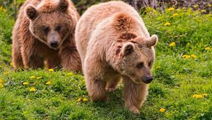 Preview wallpaper bears, timber, couple, walking, flowers, summer