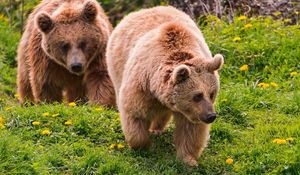 Preview wallpaper bears, timber, couple, walking, flowers, summer