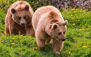 Preview wallpaper bears, timber, couple, walking, flowers, summer