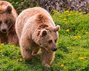 Preview wallpaper bears, timber, couple, walking, flowers, summer