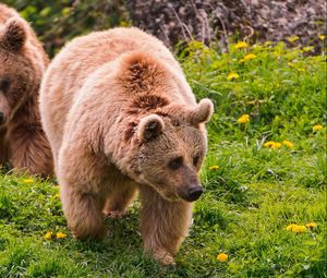 Preview wallpaper bears, timber, couple, walking, flowers, summer