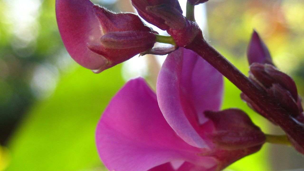 Wallpaper beautiful, bright, petals