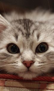 Preview wallpaper beautiful cat, cat, muzzle, fluffy