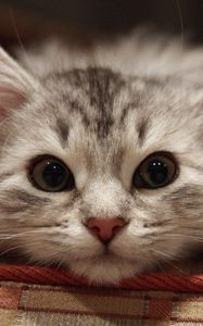 Preview wallpaper beautiful cat, cat, muzzle, fluffy