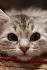 Preview wallpaper beautiful cat, cat, muzzle, fluffy