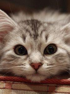 Preview wallpaper beautiful cat, cat, muzzle, fluffy