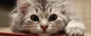 Preview wallpaper beautiful cat, cat, muzzle, fluffy