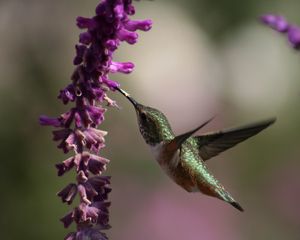 Preview wallpaper beautiful, hummingbird, bird, flowers