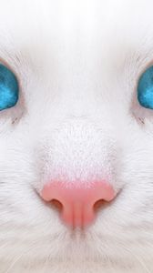 Preview wallpaper beautiful, white cat, kitten, close-up