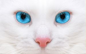Preview wallpaper beautiful, white cat, kitten, close-up
