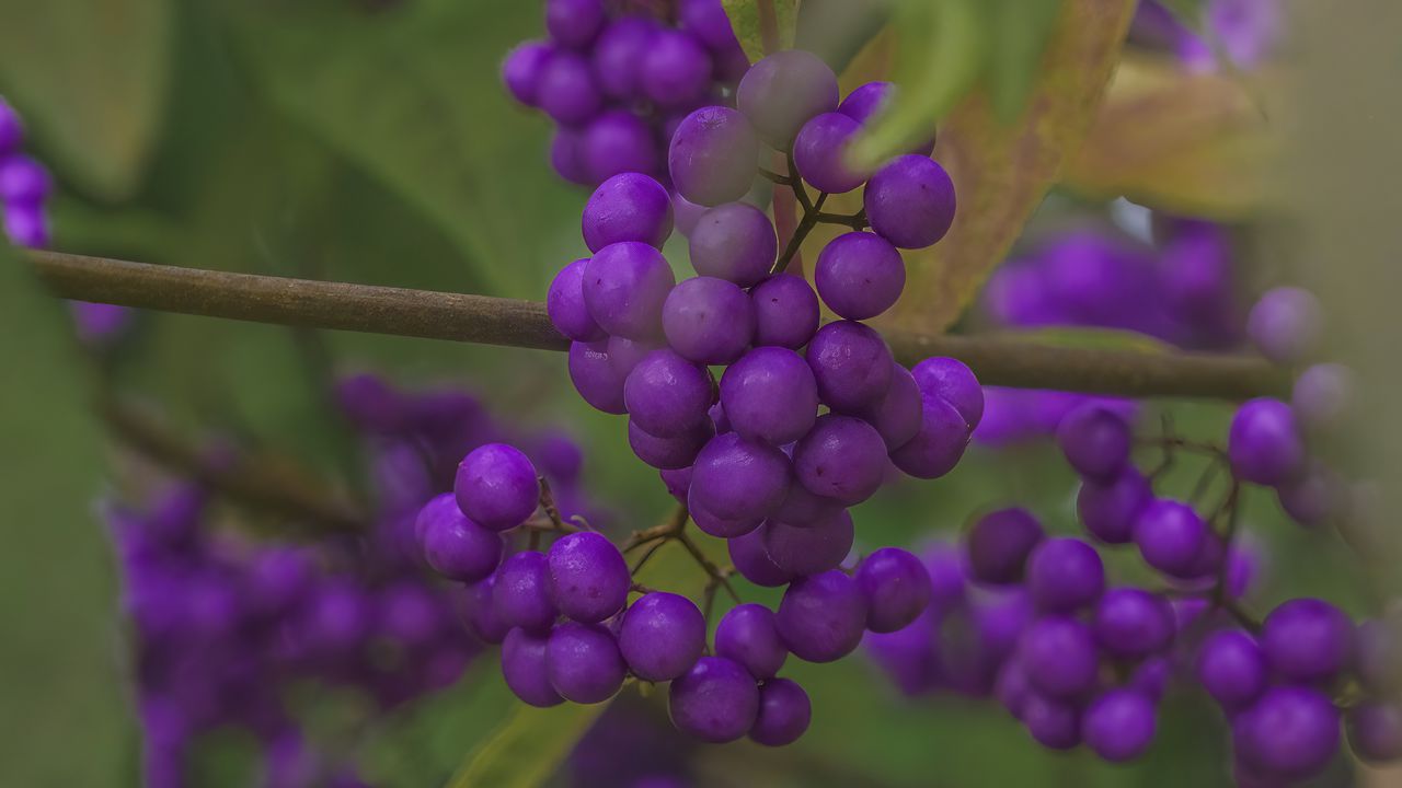 Wallpaper beautyberry, berries, macro, purple