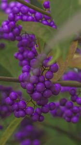 Preview wallpaper beautyberry, berries, macro, purple