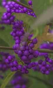 Preview wallpaper beautyberry, berries, macro, purple