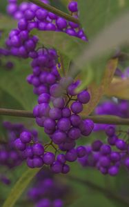 Preview wallpaper beautyberry, berries, macro, purple