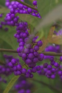 Preview wallpaper beautyberry, berries, macro, purple