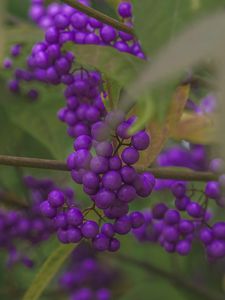 Preview wallpaper beautyberry, berries, macro, purple