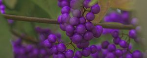 Preview wallpaper beautyberry, berries, macro, purple