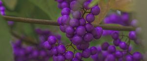 Preview wallpaper beautyberry, berries, macro, purple
