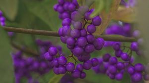 Preview wallpaper beautyberry, berries, macro, purple