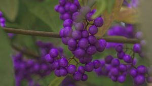 Preview wallpaper beautyberry, berries, macro, purple