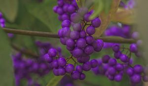 Preview wallpaper beautyberry, berries, macro, purple