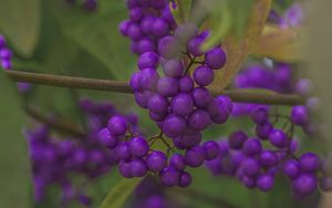 Preview wallpaper beautyberry, berries, macro, purple