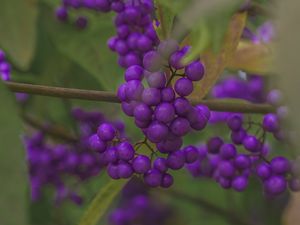 Preview wallpaper beautyberry, berries, macro, purple