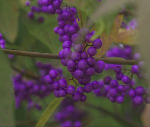 Preview wallpaper beautyberry, berries, macro, purple