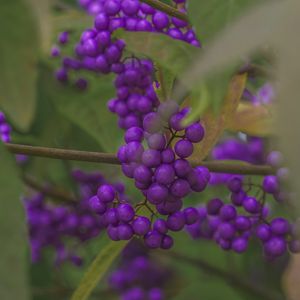 Preview wallpaper beautyberry, berries, macro, purple